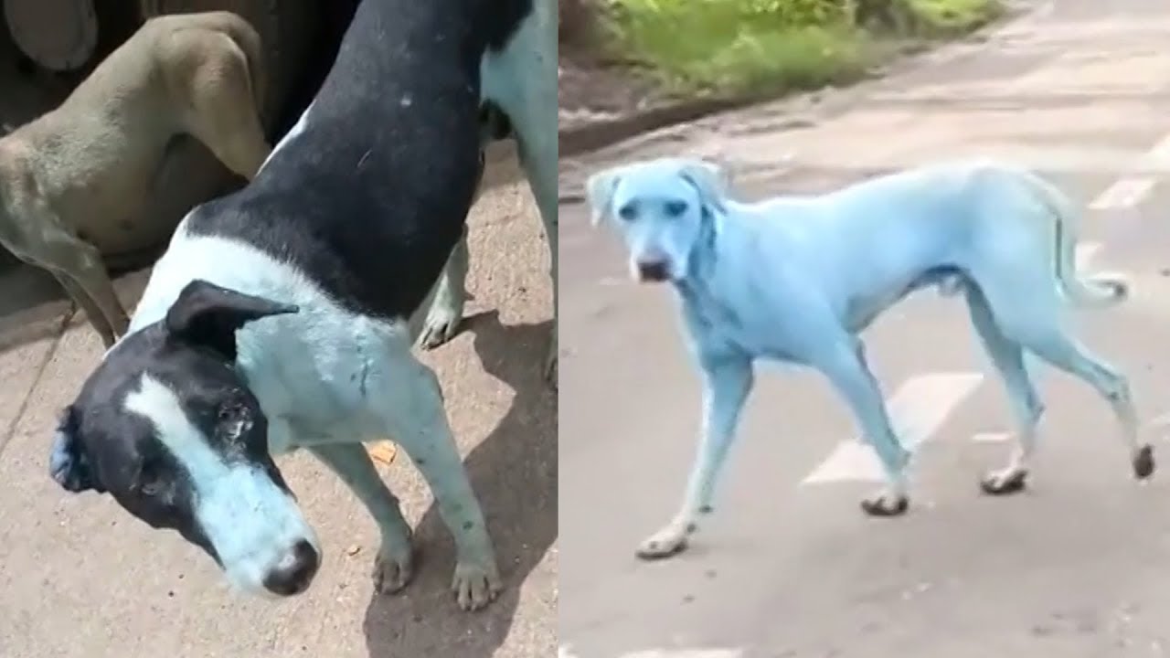 Köpeği ezerek öldüren sürücünün ehliyetine el konuldu Köpeği ezerek öldüren sürücünün ehliyetine el konuldu
